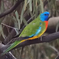 Scarlet-chested Parrot